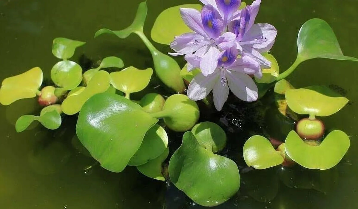 5 liquid Hyancinth - Floating aqua Garden Pond Plant