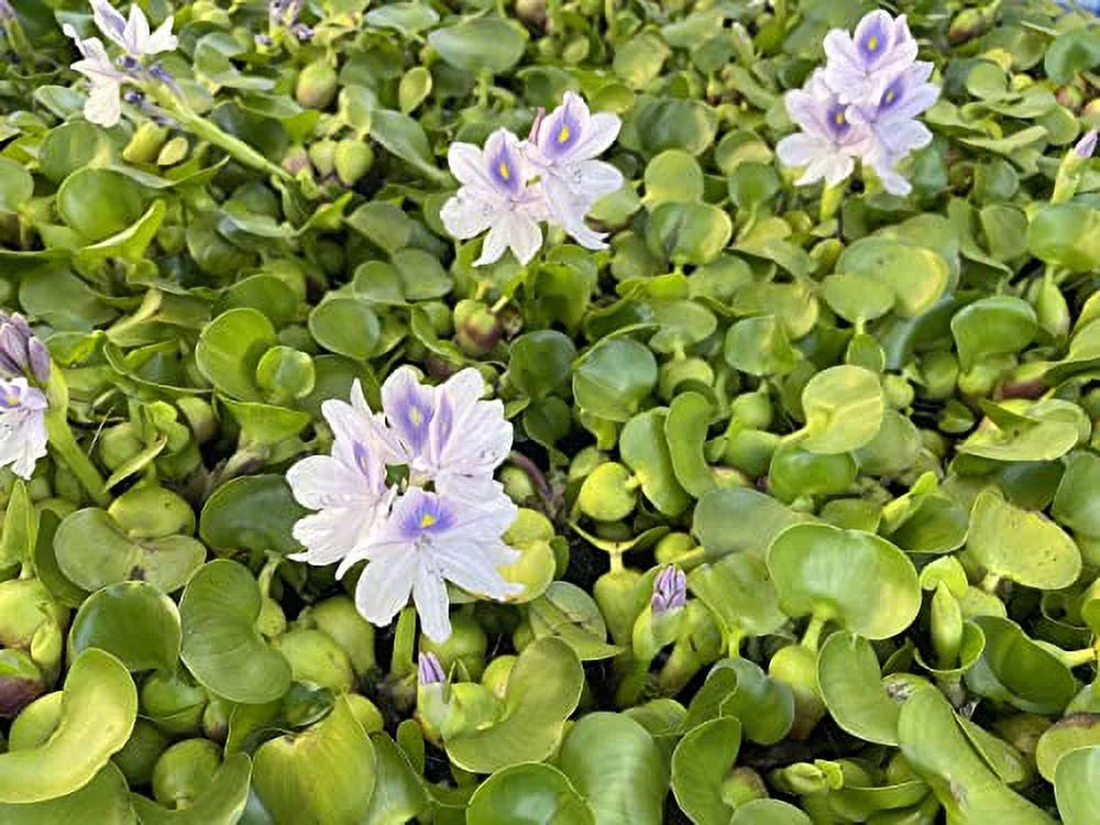 5 liquid Hyancinth - Floating aqua Garden Pond Plant