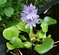 5 liquid Hyancinth - Floating aqua Garden Pond Plant