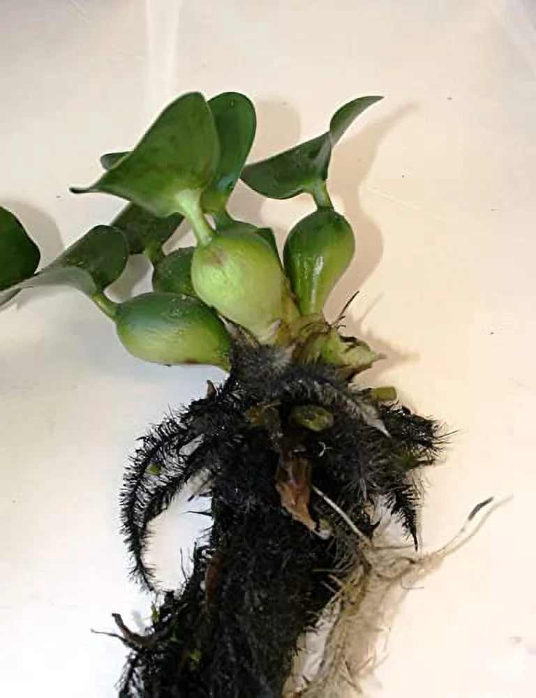 5 liquid Hyancinth - Floating aqua Garden Pond Plant